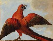 Jean Baptiste Oudry Parrot with Open Wings china oil painting artist